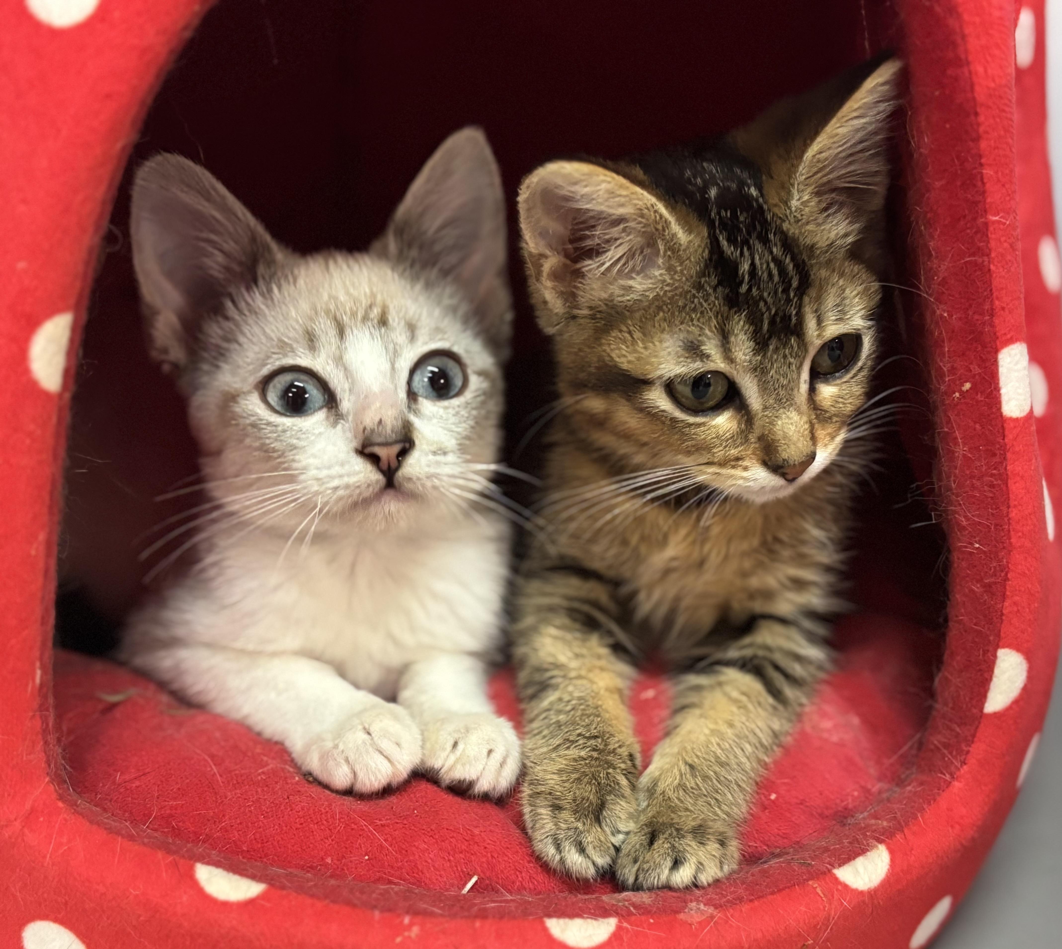 Enlarge Bun Bun, a Adopted Siamese in Melbourne, AR image 2/6