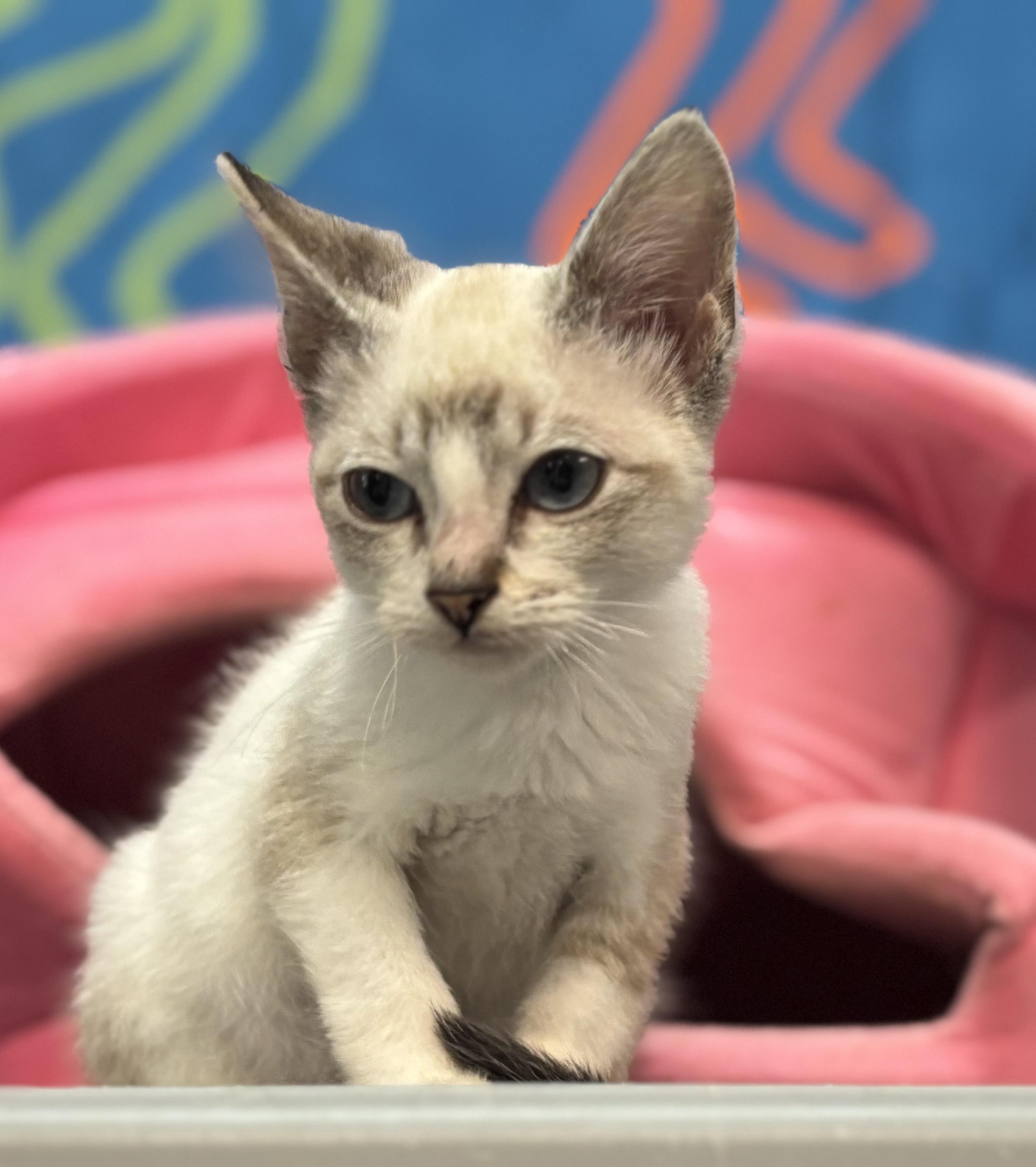 Enlarge Bun Bun, a Adopted Siamese in Melbourne, AR image 3/6