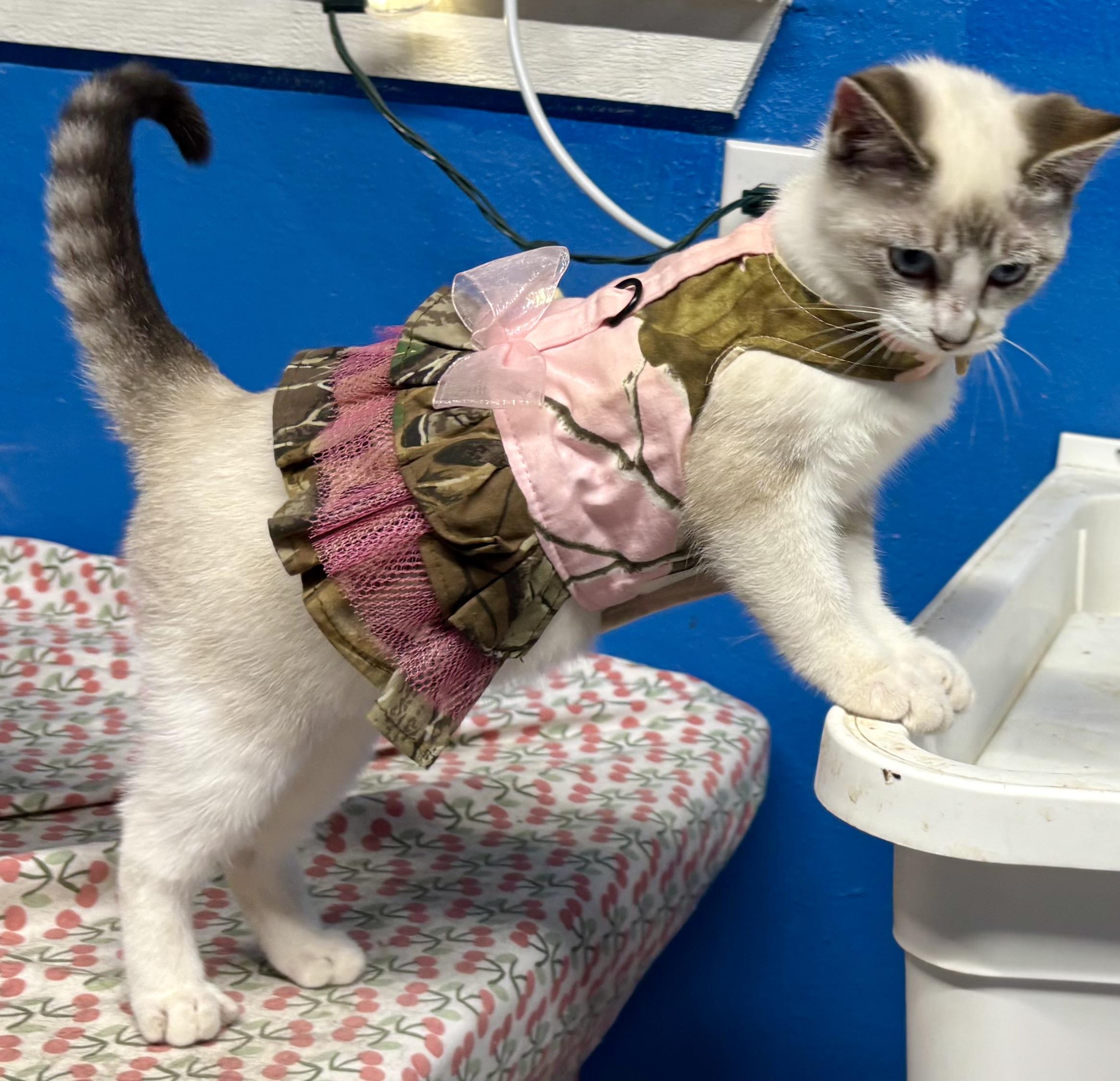 Enlarge Bun Bun, a Adopted Siamese in Melbourne, AR image 4/6