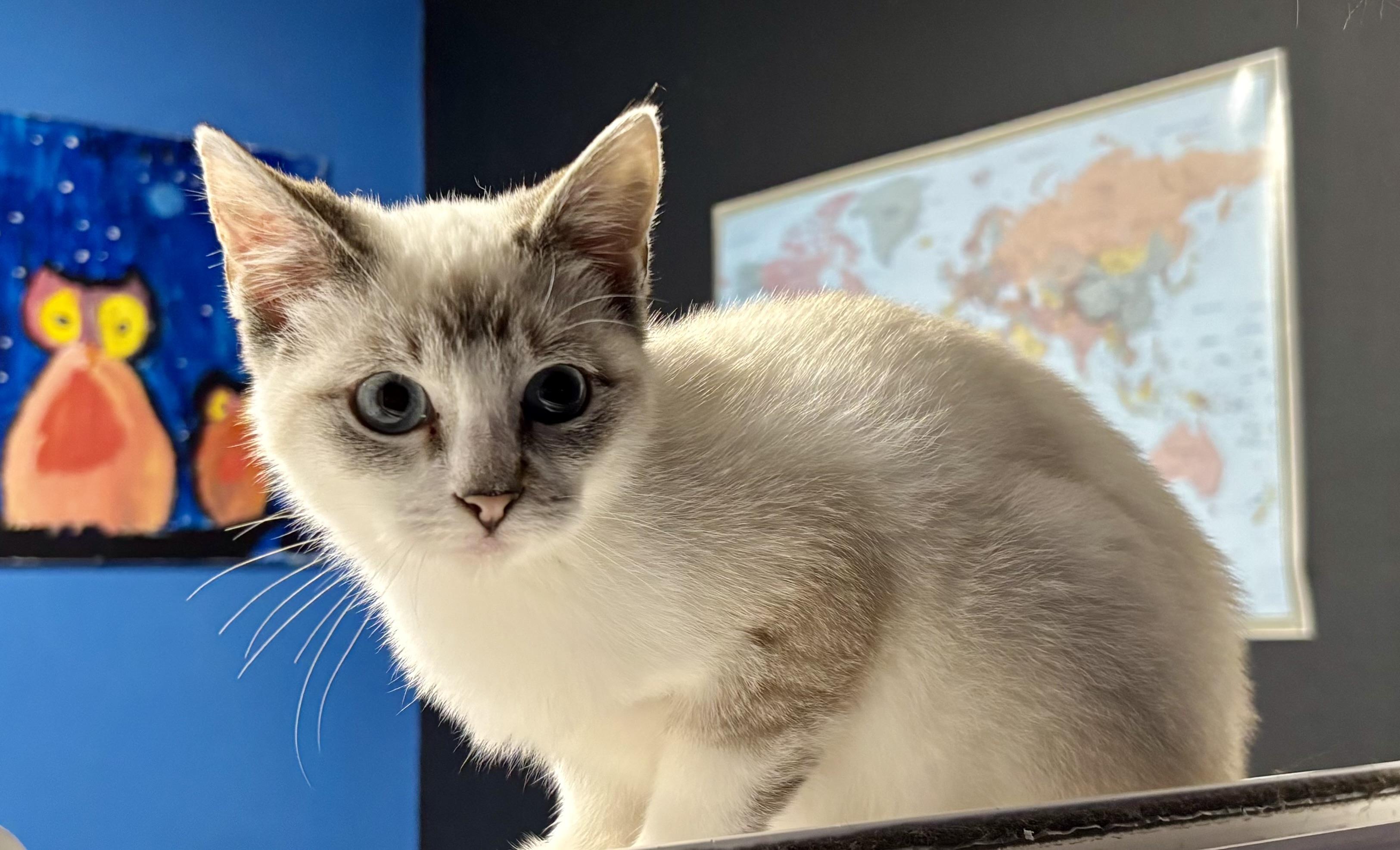 Enlarge Bun Bun, a Adopted Siamese in Melbourne, AR image 5/6