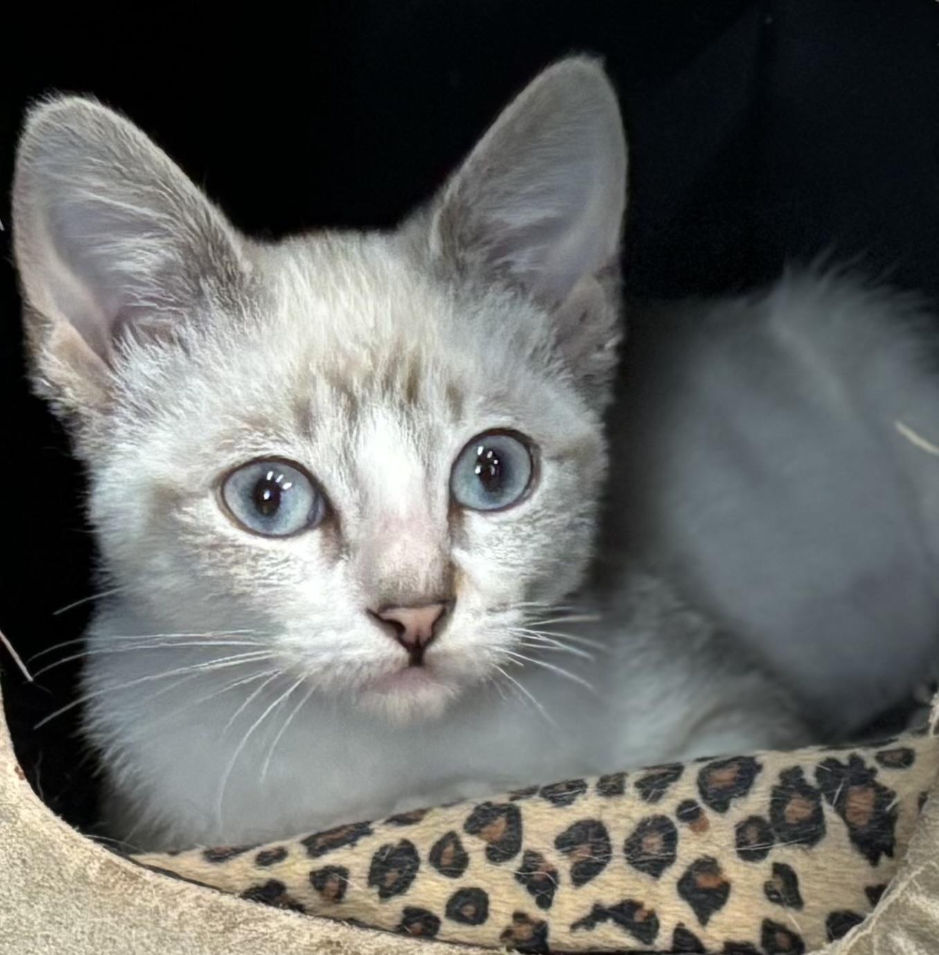 Enlarge Bun Bun, a Adopted Siamese in Melbourne, AR image 6/6