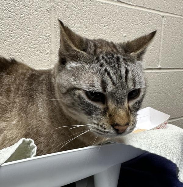 Enlarge Xander, a Adoptable mixed breed in Troutdale, OR image 1/1