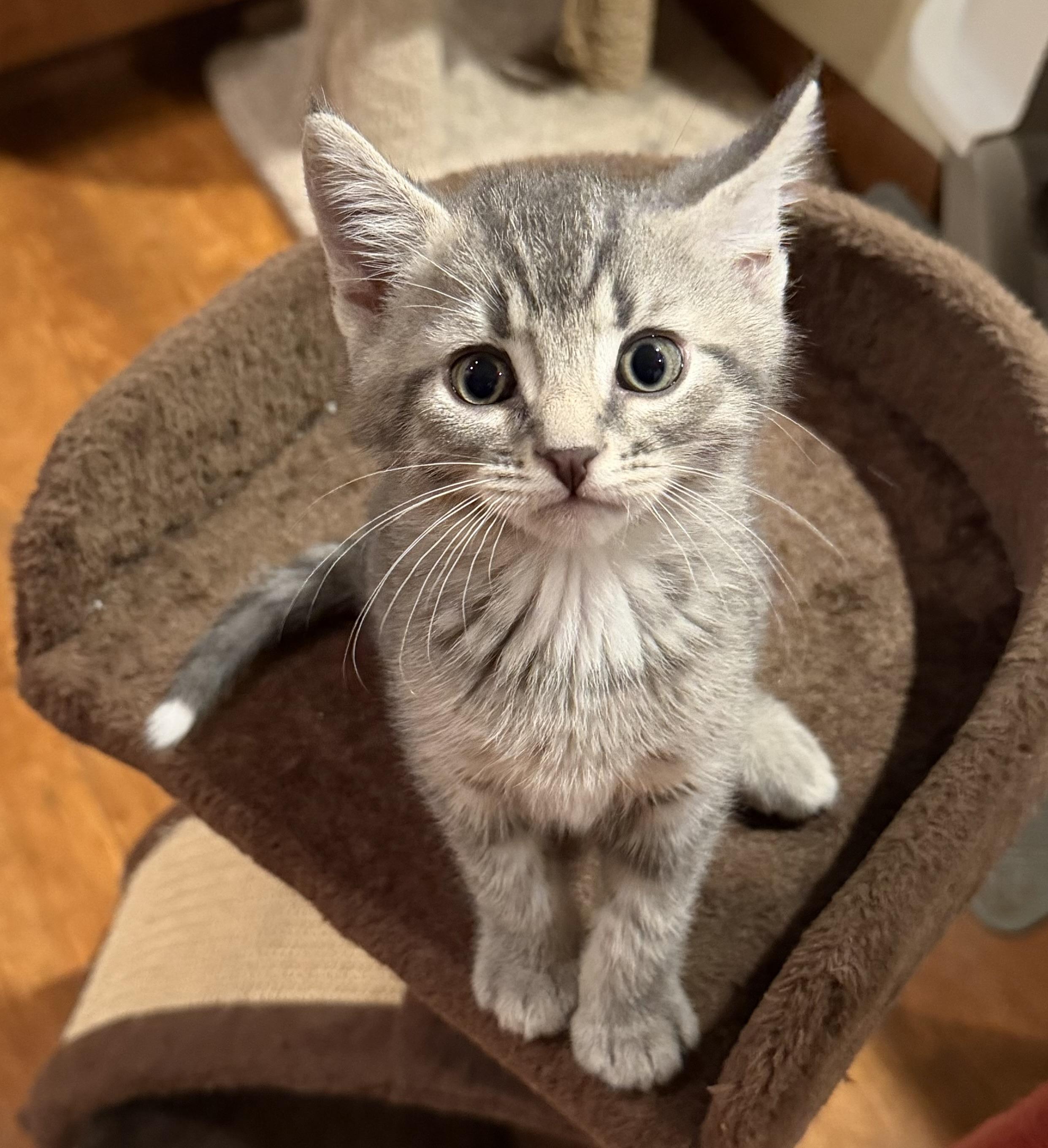 Enlarge Wilbur , an adopted Domestic Short Hair in Williamsville, NY image 1/1