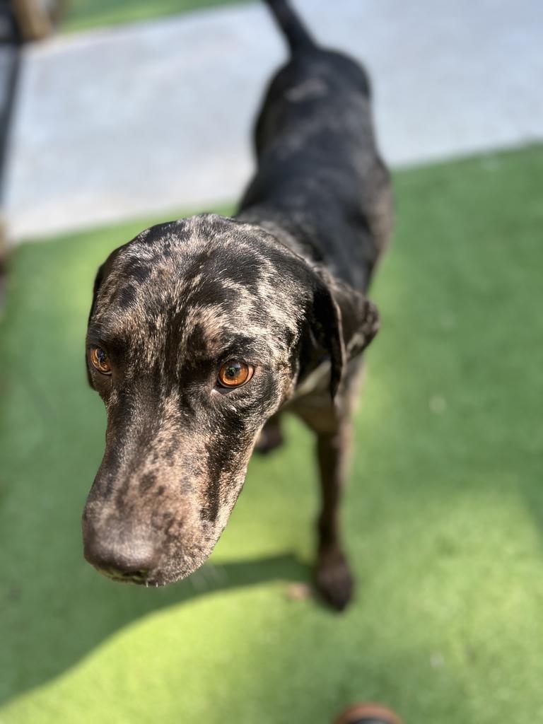 Lucky, a ADOPTABLE Mixed Breed in Bowdoin, ME image 2/6