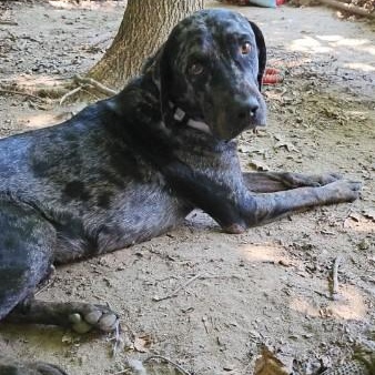 Lucky, a ADOPTABLE Mixed Breed in Bowdoin, ME image 3/6
