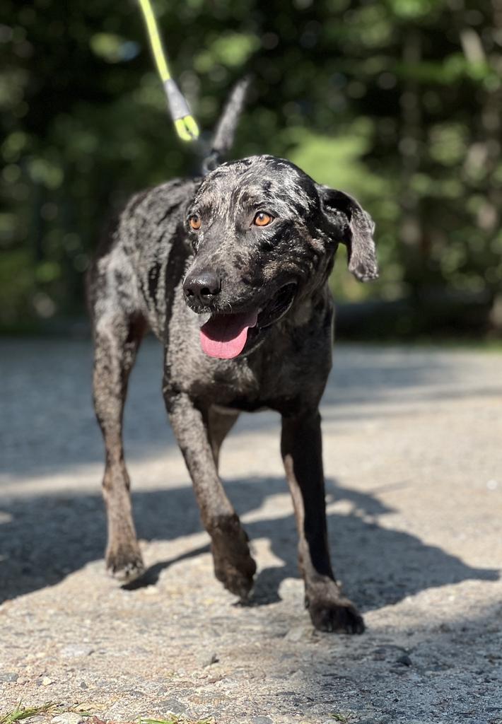 Lucky, ADOPTABLE, Adult Male Mixed Breed.