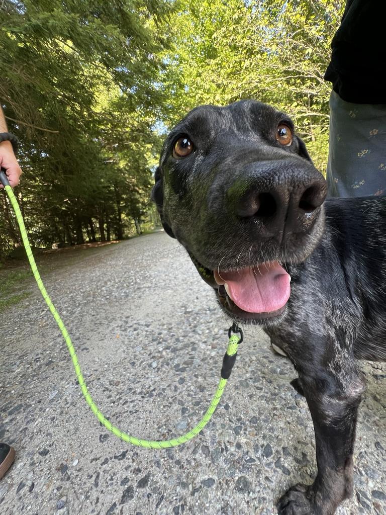 Lucky, a ADOPTABLE Mixed Breed in Bowdoin, ME image 4/6