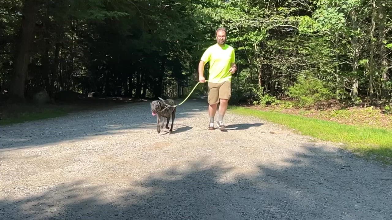 Enlarge Lucky, a ADOPTABLE Mixed Breed in Bowdoin, ME video 5/6