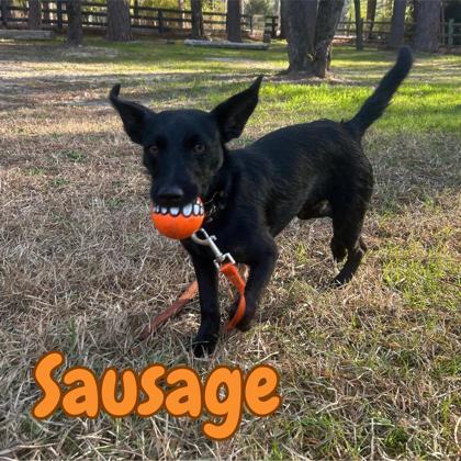 Enlarge Sausage, a Adoptable mixed breed in Southern Pines, NC image 1/3
