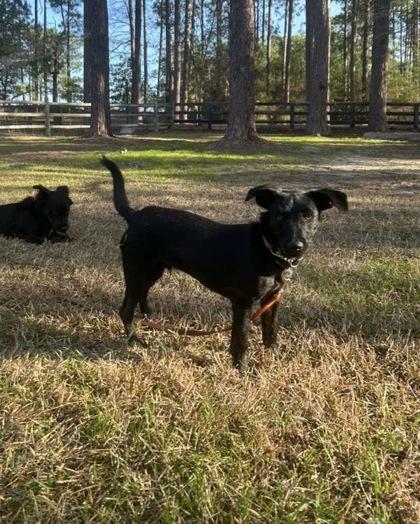 Enlarge Sausage, a Adoptable mixed breed in Southern Pines, NC image 2/3