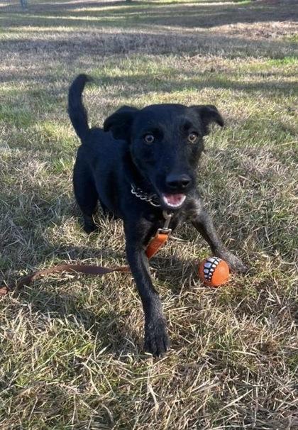 Enlarge Sausage, a Adoptable mixed breed in Southern Pines, NC image 3/3