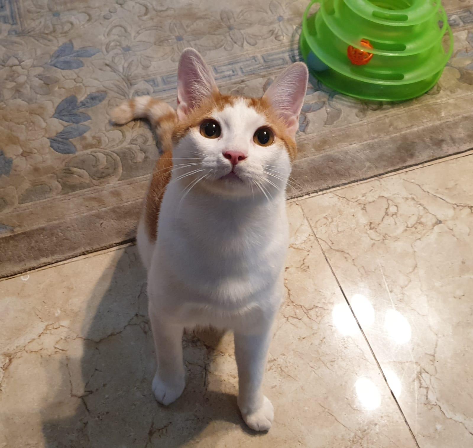 Enlarge Gerry- Affectionate young boy - good with cat-friendly dogs, a Adoptable mixed breed in North York, ON image 4/5