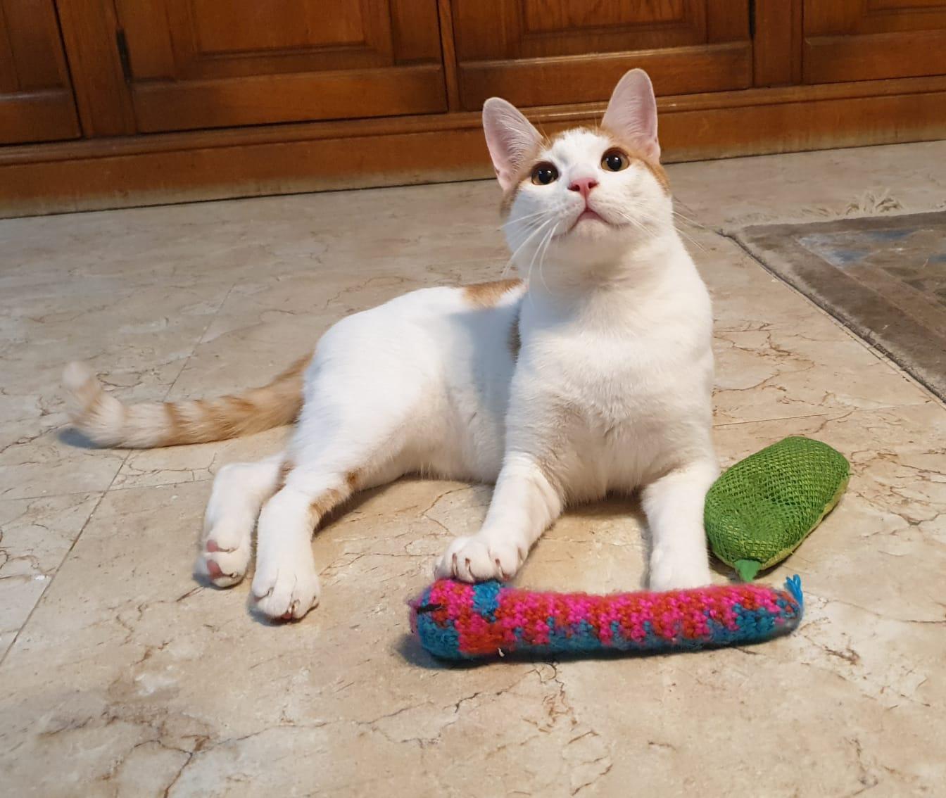 Enlarge Gerry- Affectionate young boy - good with cat-friendly dogs, a Adoptable mixed breed in North York, ON image 3/5