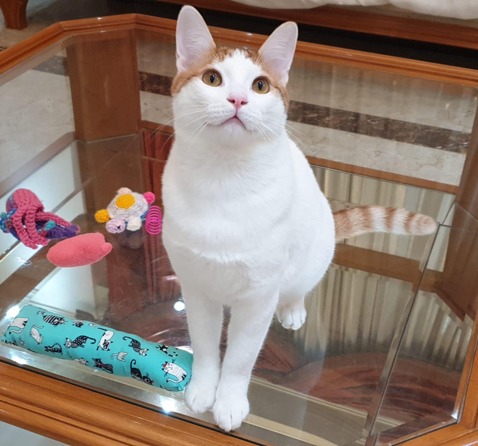 Enlarge Gerry- Affectionate young boy - good with cat-friendly dogs, a Adoptable mixed breed in North York, ON image 2/5