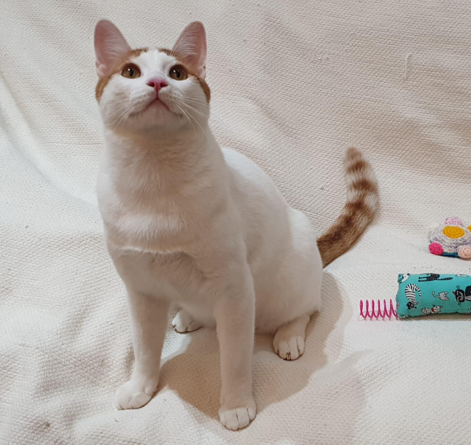 Enlarge Gerry- Affectionate young boy - good with cat-friendly dogs, a Adoptable mixed breed in North York, ON image 5/5