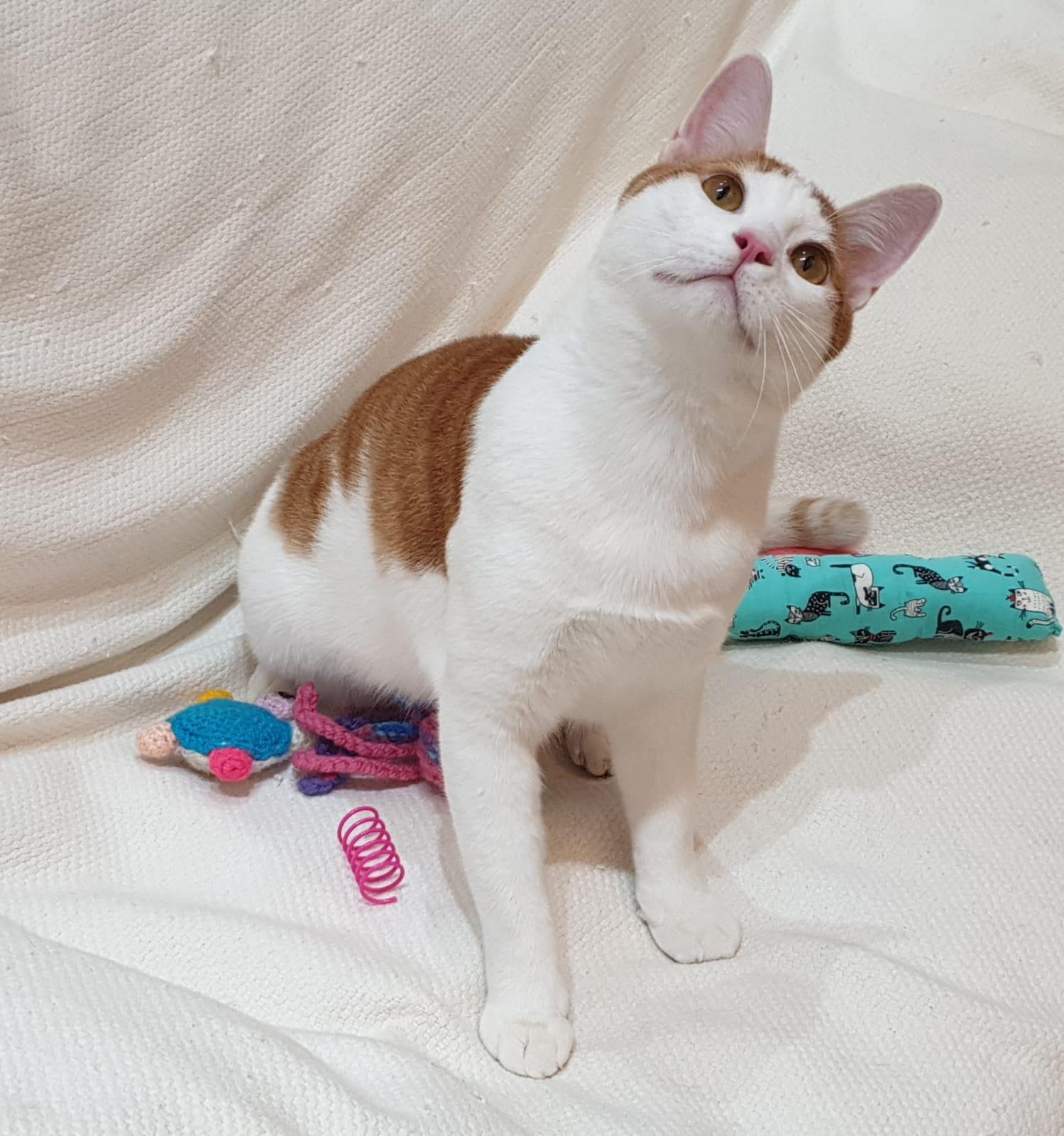 Enlarge Gerry- Affectionate young boy - good with cat-friendly dogs, a Adoptable mixed breed in North York, ON image 1/5