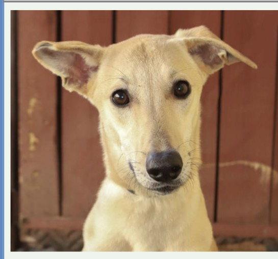 Daisy, Adoptable, Young Female Italian Greyhound.