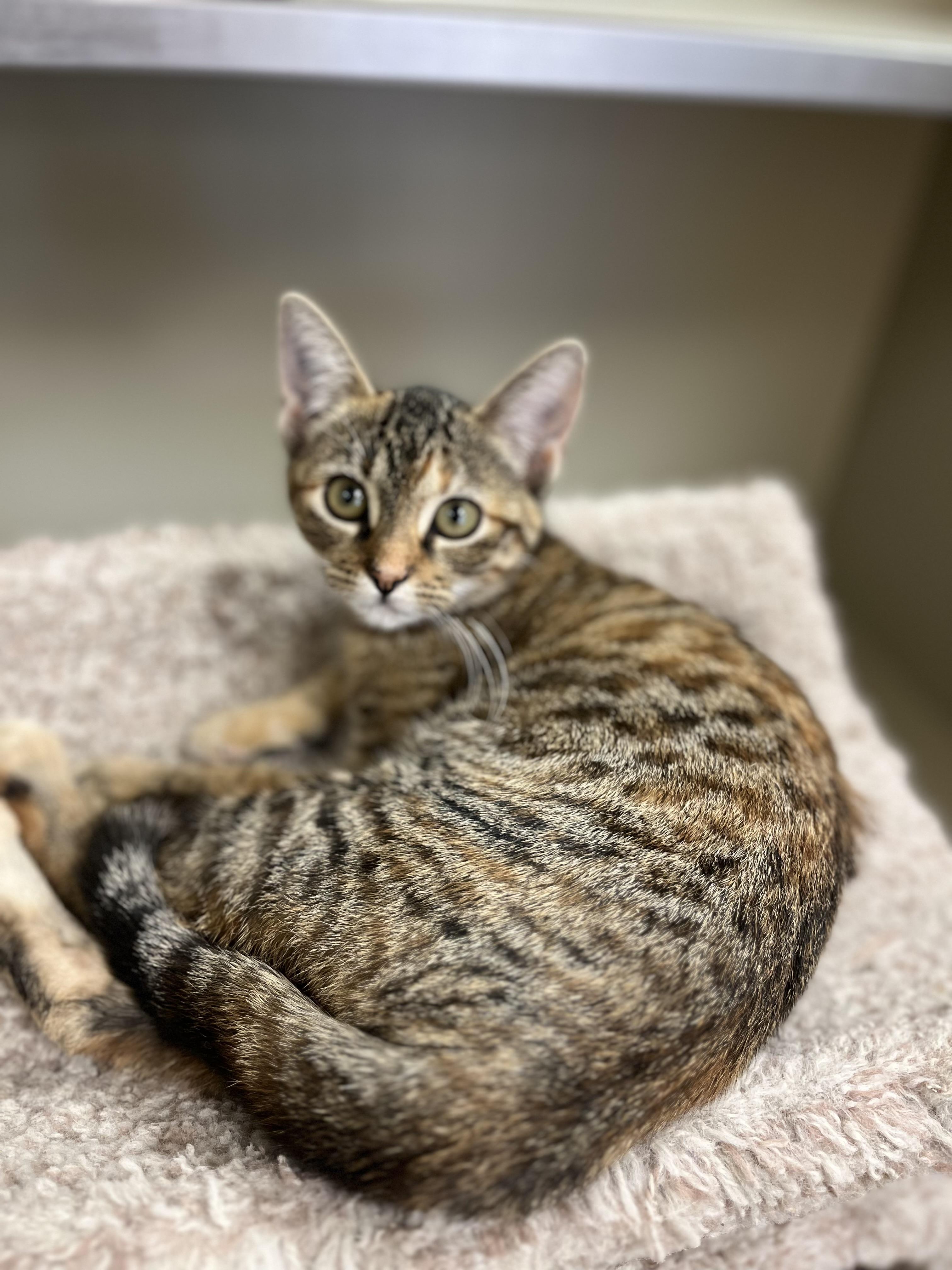 Alexa, adopted, Kitten Female Bengal.