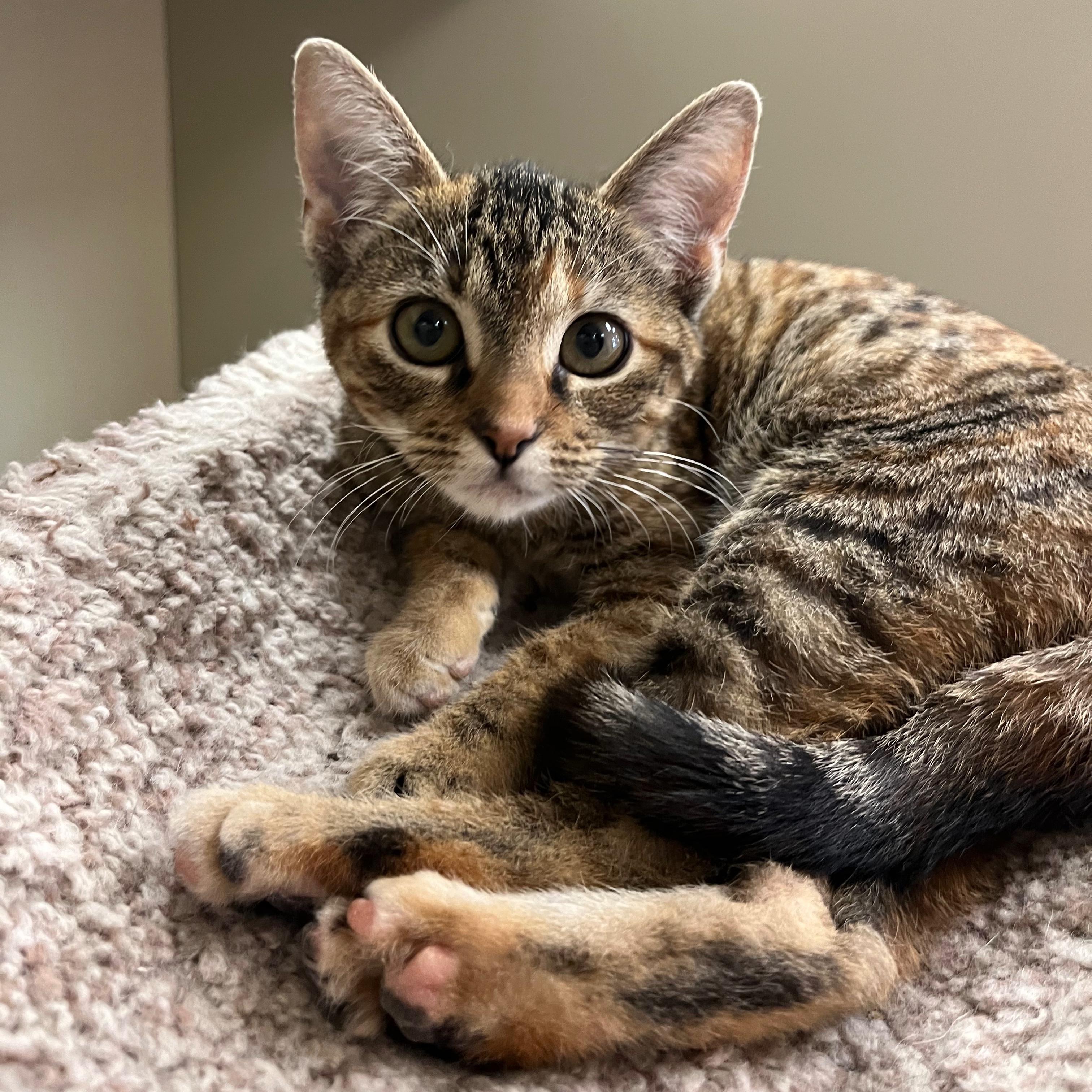 Enlarge Alexa, an adopted mixed breed in Kerrville, TX image 2/2