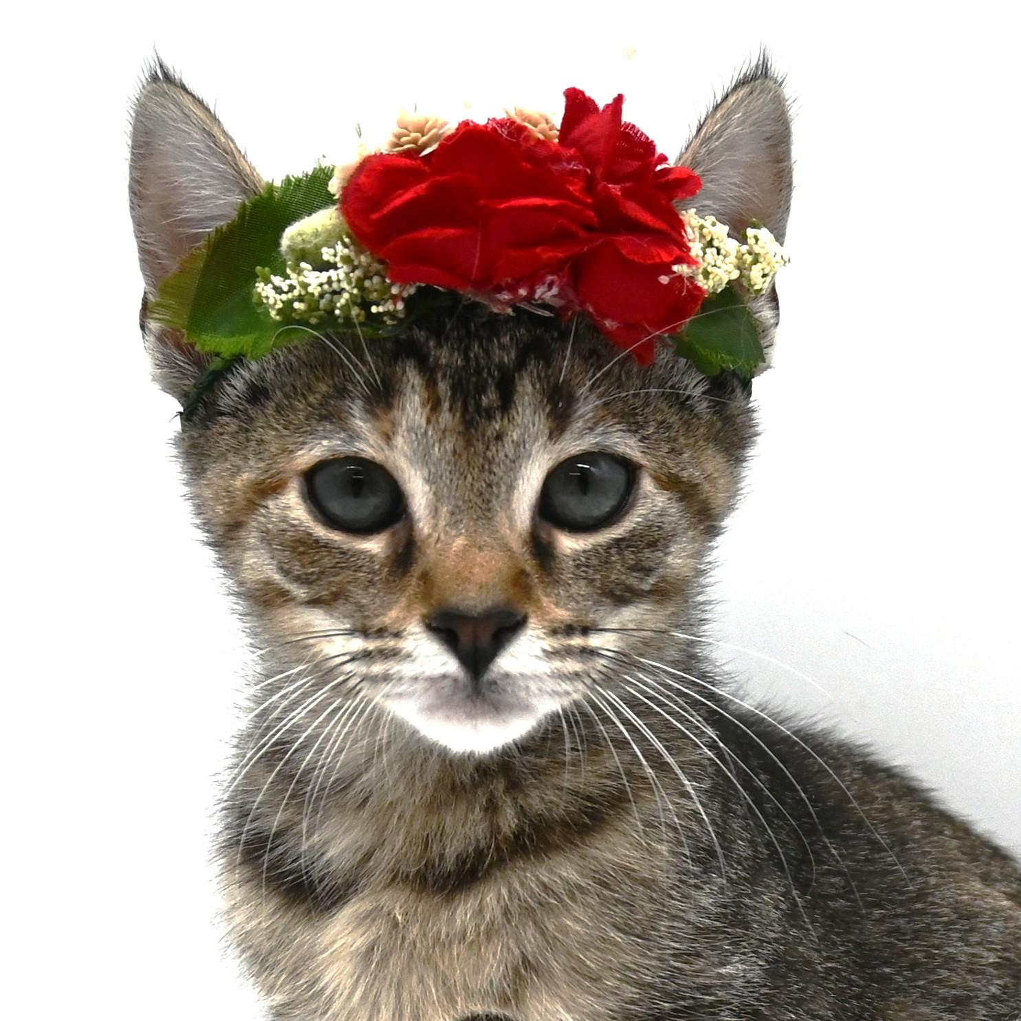 Dot, Adoptable, Young Female American Shorthair.