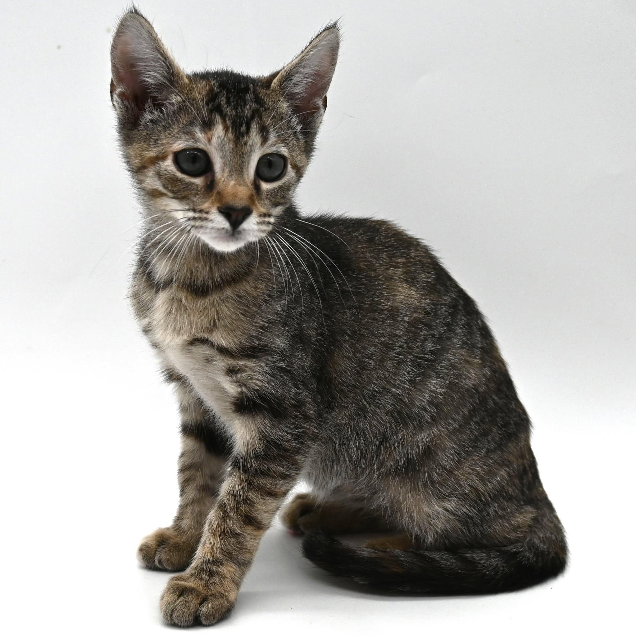 Dot, a Adoptable American Shorthair in South Amboy, NJ image 4/5