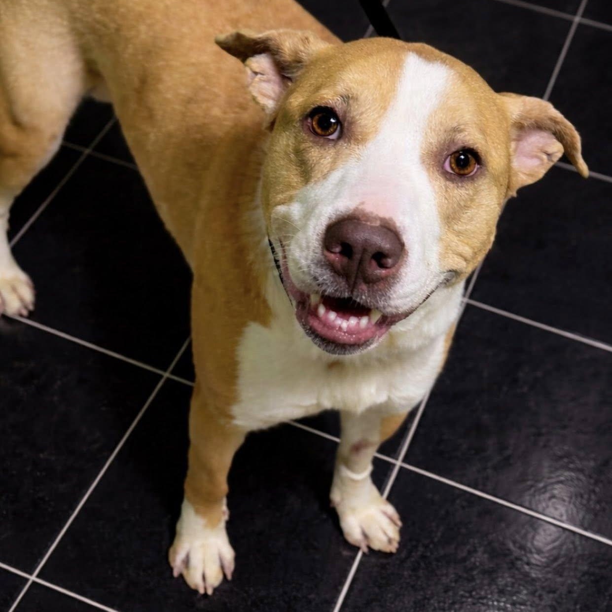 Molly, ADOPTABLE, Young Female Pit Bull Terrier.