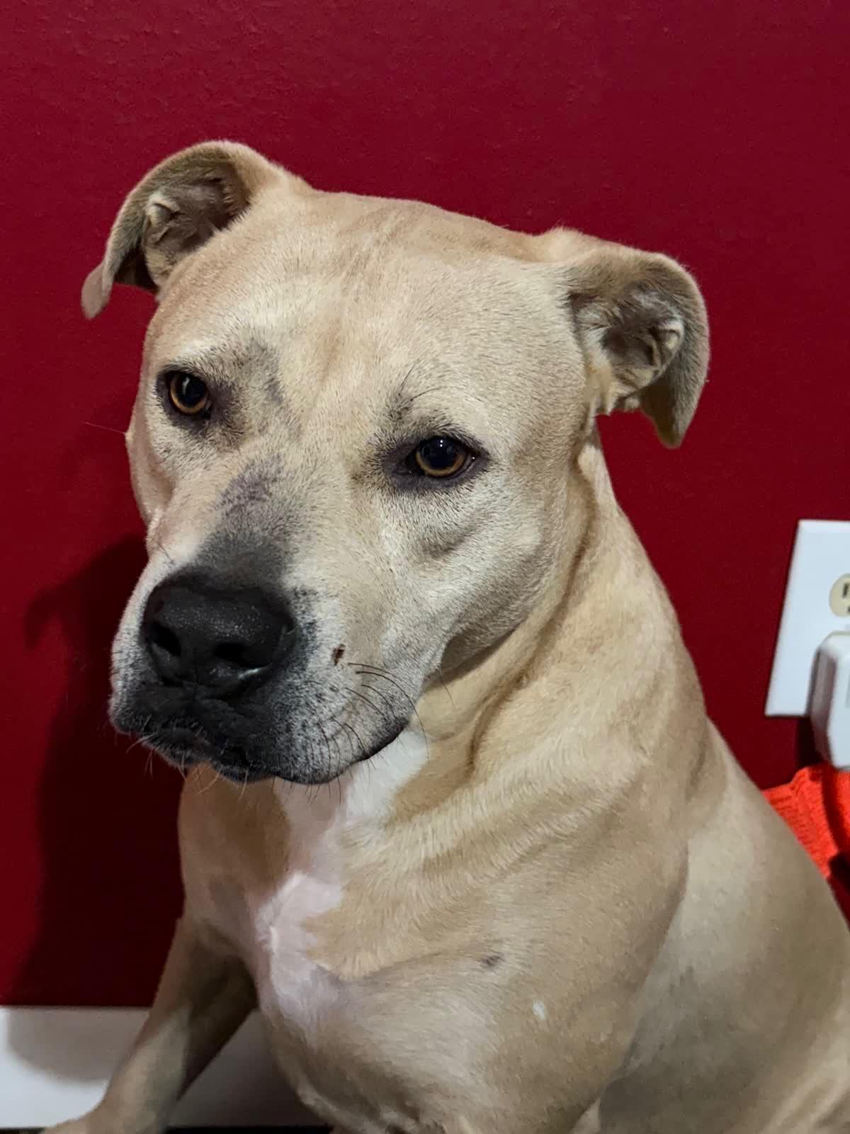 Billy, Adoptable, Adult Male Terrier.