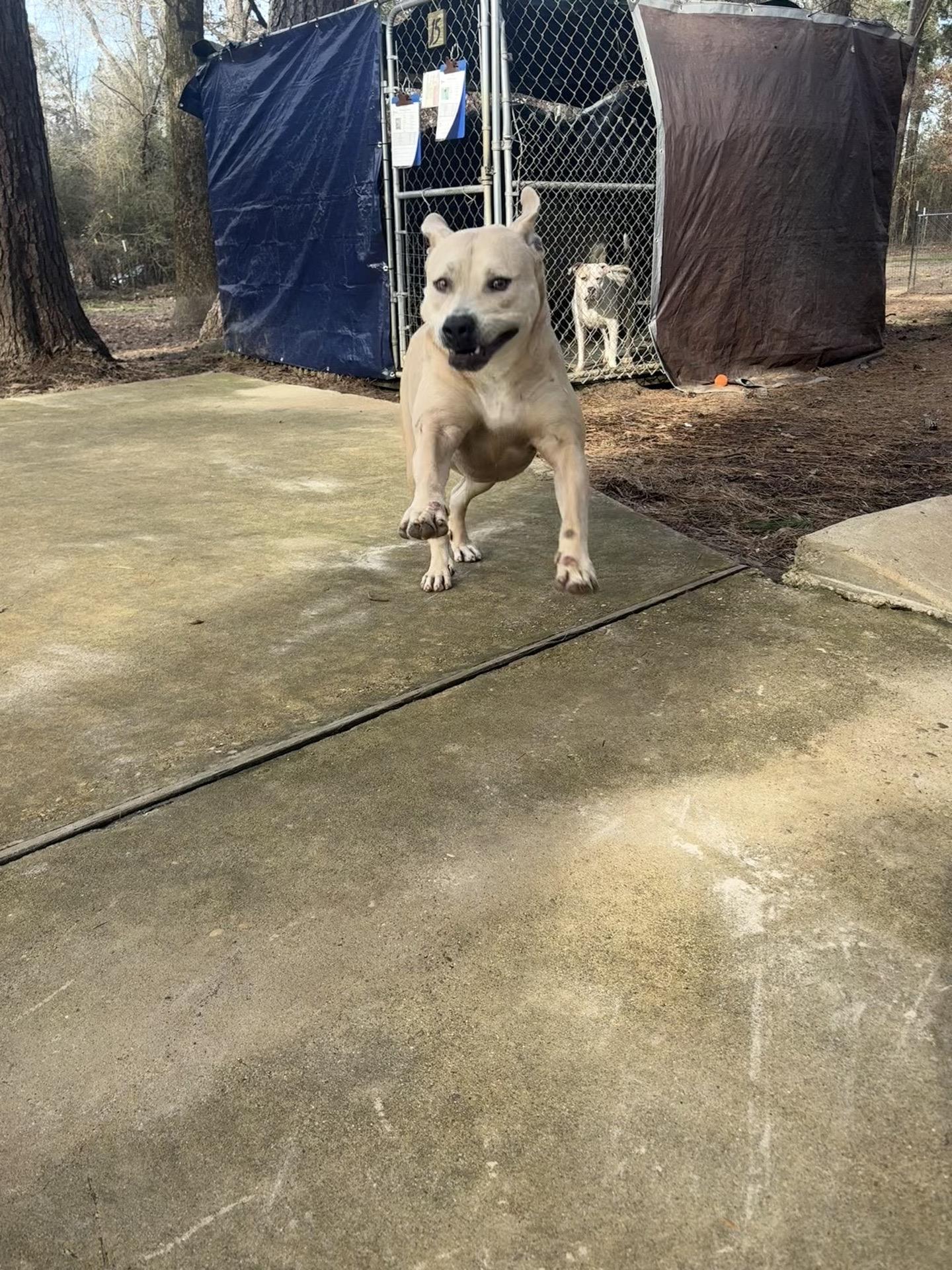 Enlarge Billy, a Adoptable Terrier in Ruston, LA image 2/4