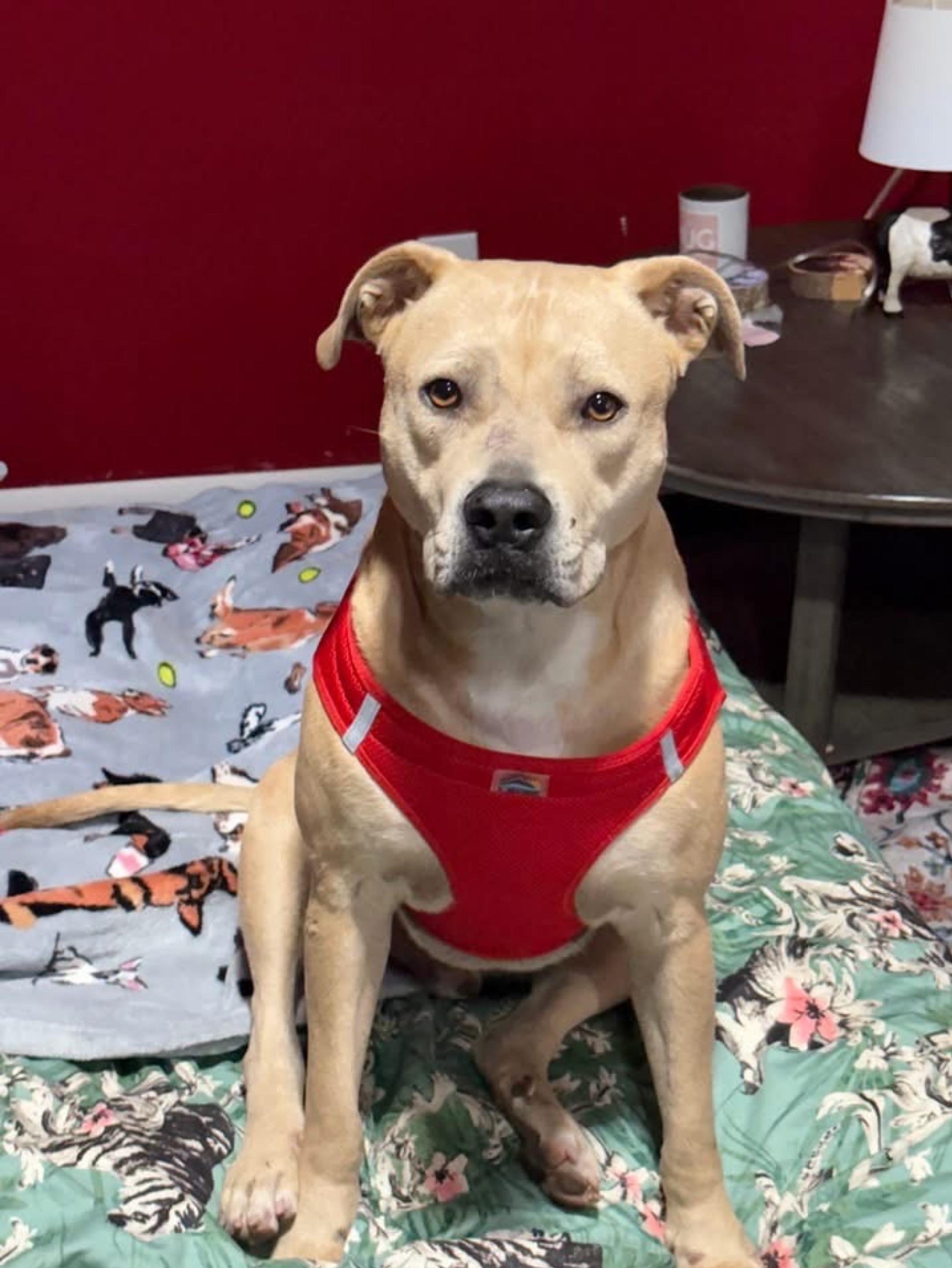 Billy, Adoptable, Adult Male Terrier.