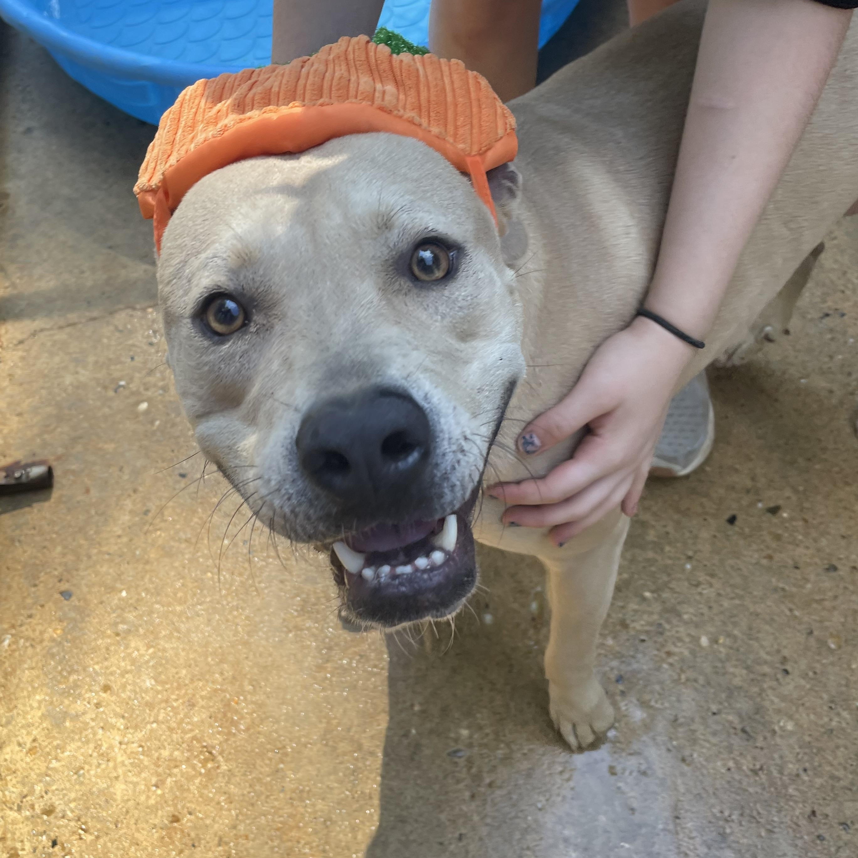 Billy, an adoptable Terrier in Ruston, LA, 71270 | Photo Image 1