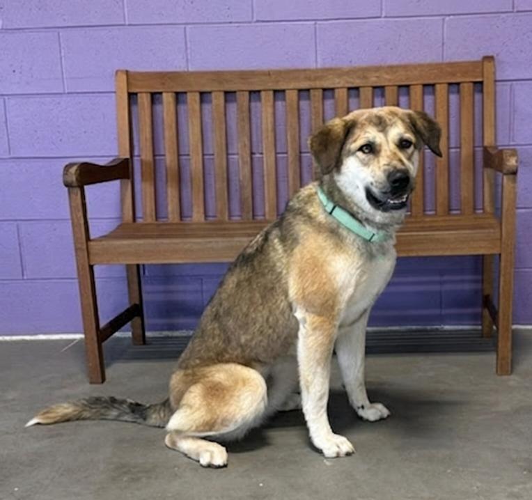 **TABBY**, Adoptable, Young Female Shepherd.