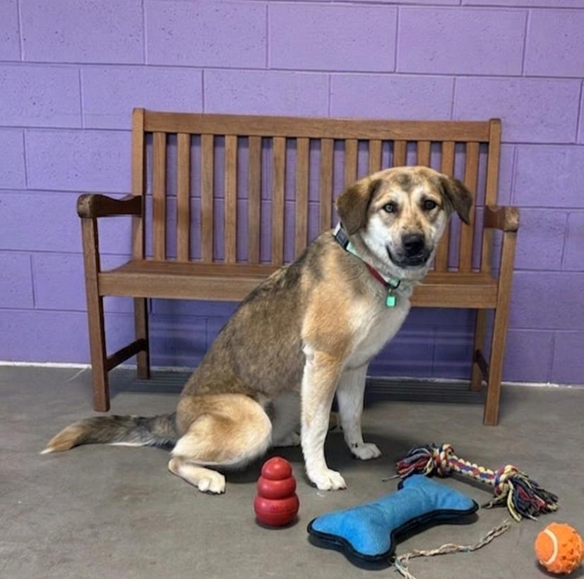 **TABBY**, a Adoptable Shepherd in North Prairie, WI image 2/2
