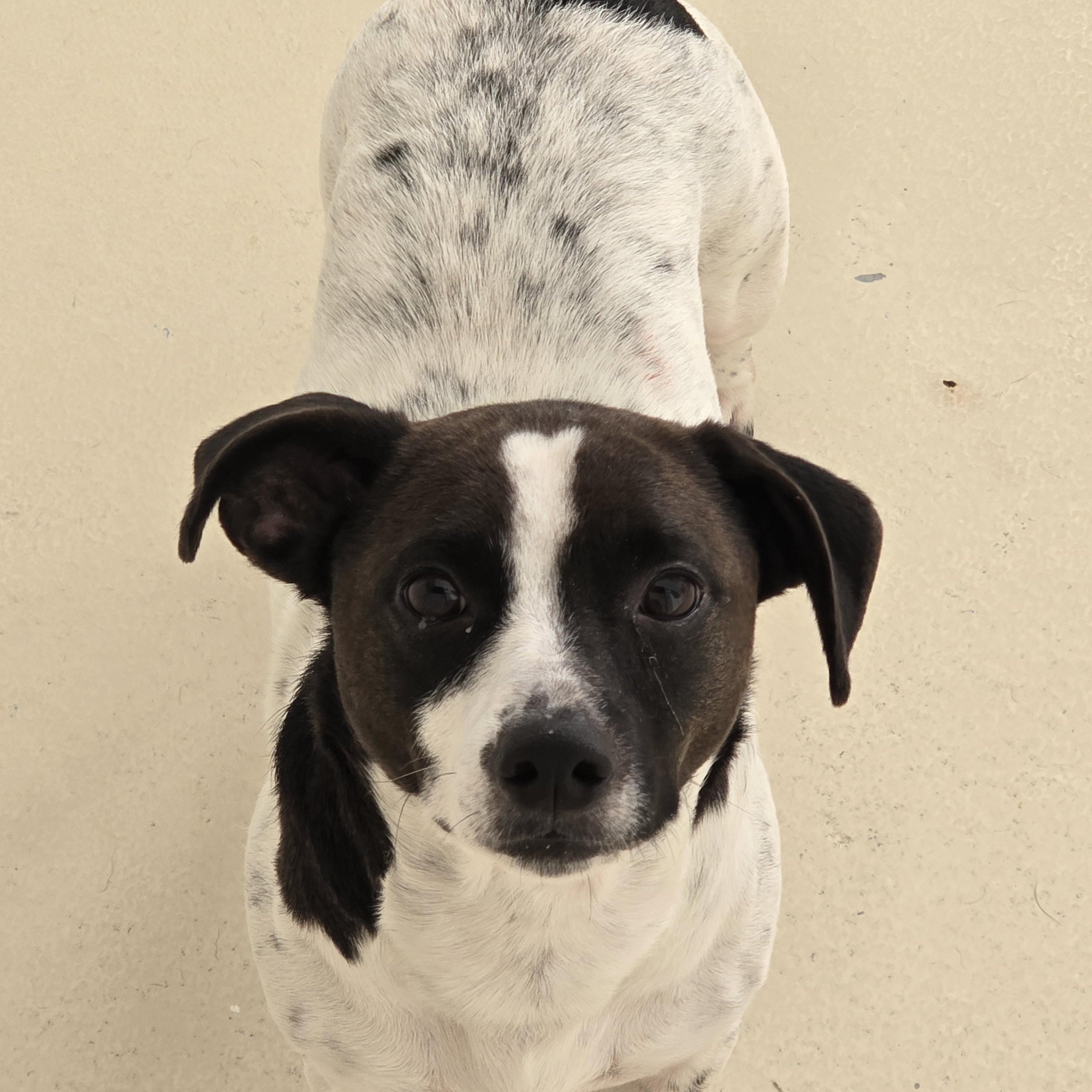 Atlas, Adoptable, Adult Male Jack Russell Terrier.