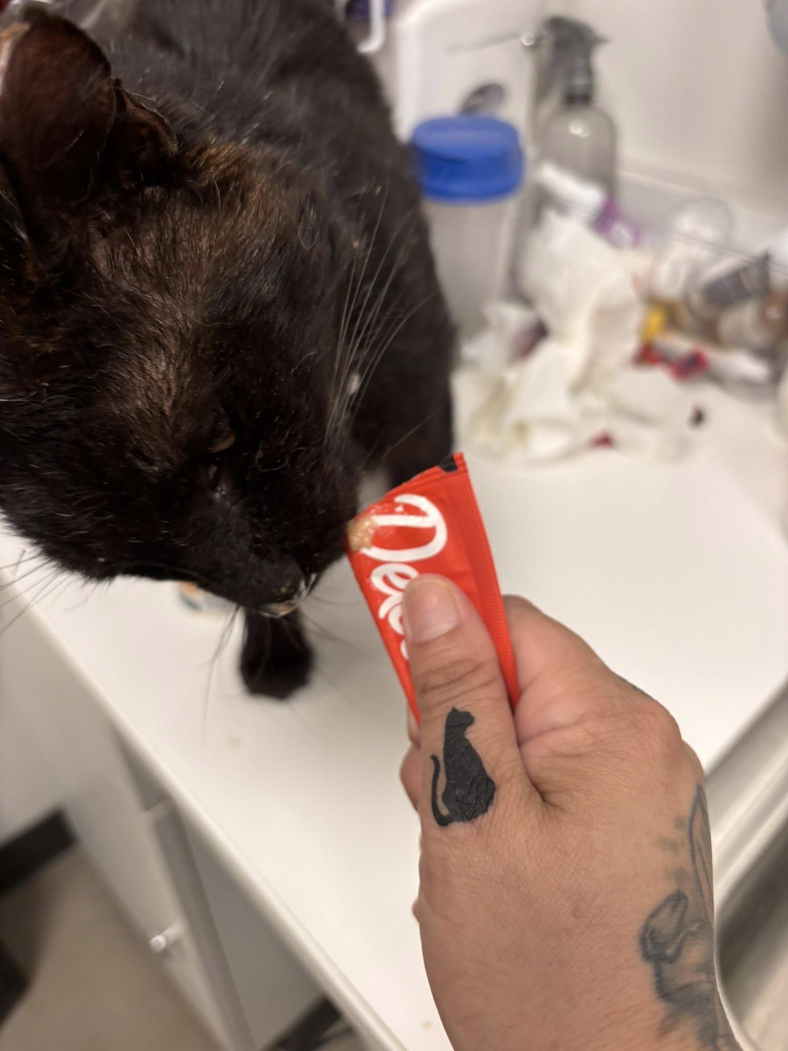 Enlarge Hauwie, a ADOPTABLE Domestic Short Hair in Staten Island, NY image 5/6