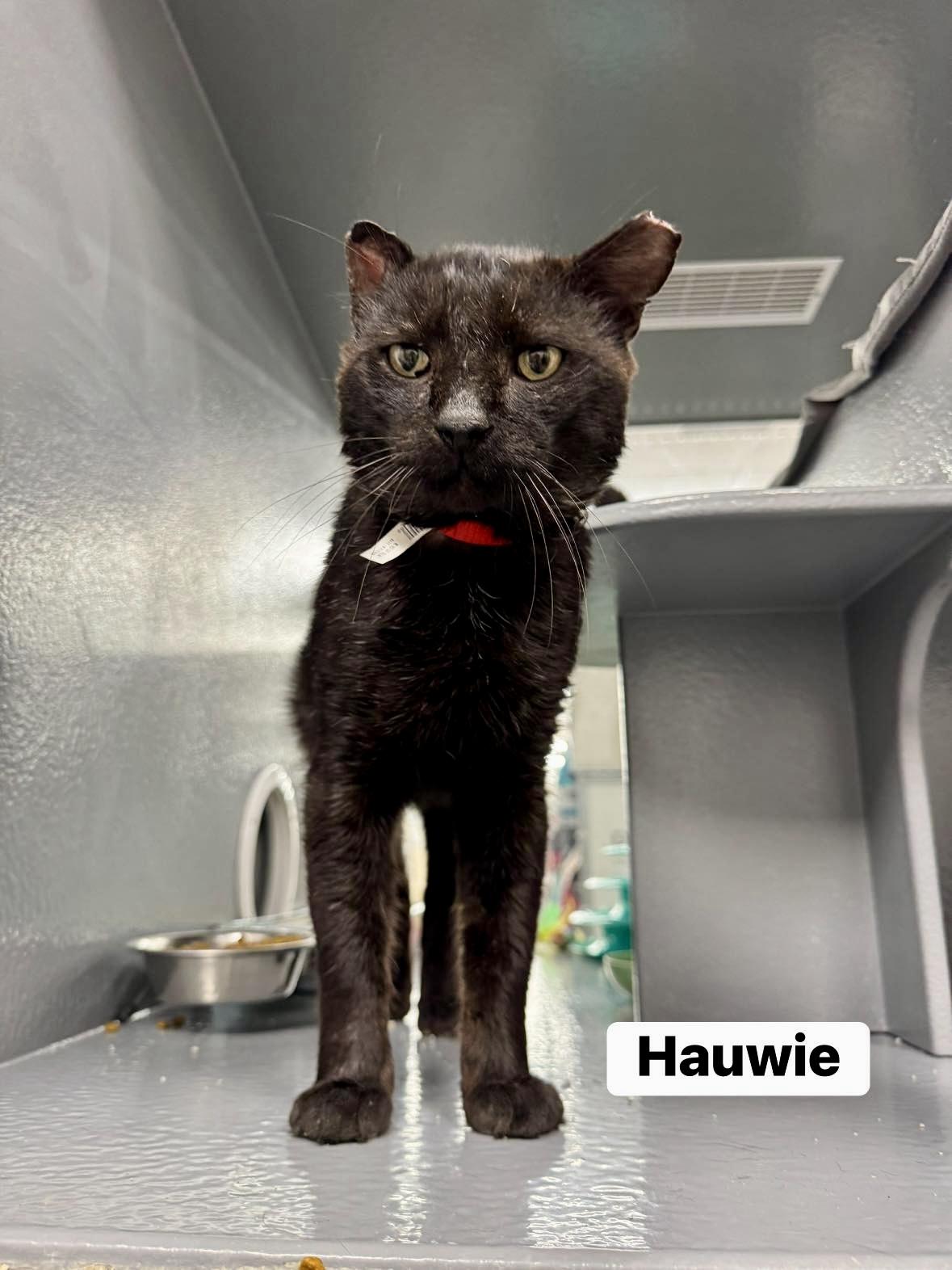 Enlarge Hauwie, a ADOPTABLE Domestic Short Hair in Staten Island, NY image 2/6