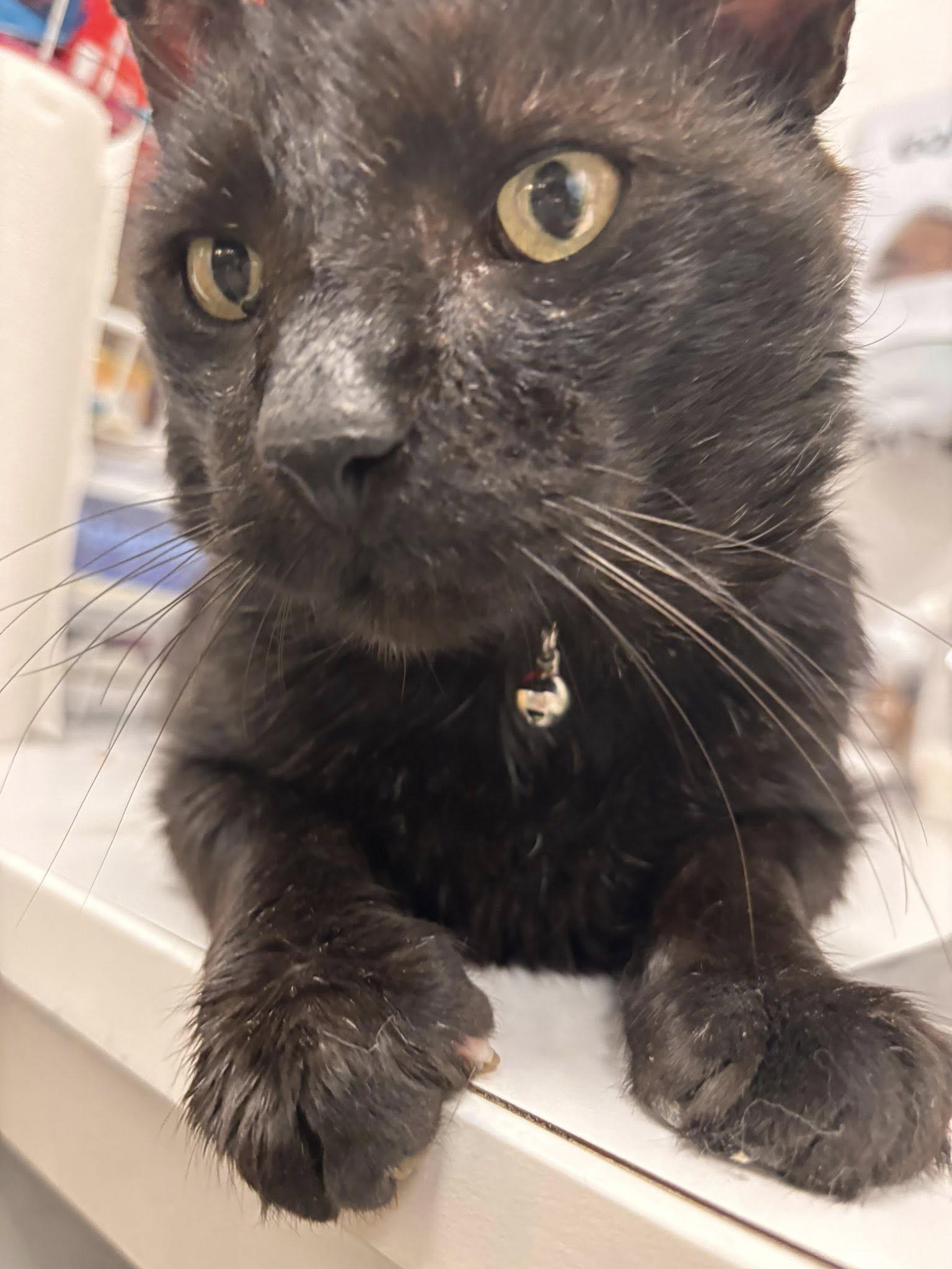 Enlarge Hauwie, a ADOPTABLE Domestic Short Hair in Staten Island, NY image 4/6