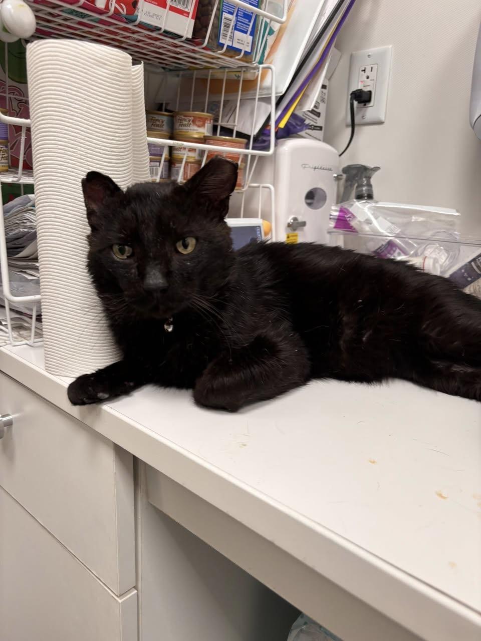 Enlarge Hauwie, a ADOPTABLE Domestic Short Hair in Staten Island, NY image 3/6