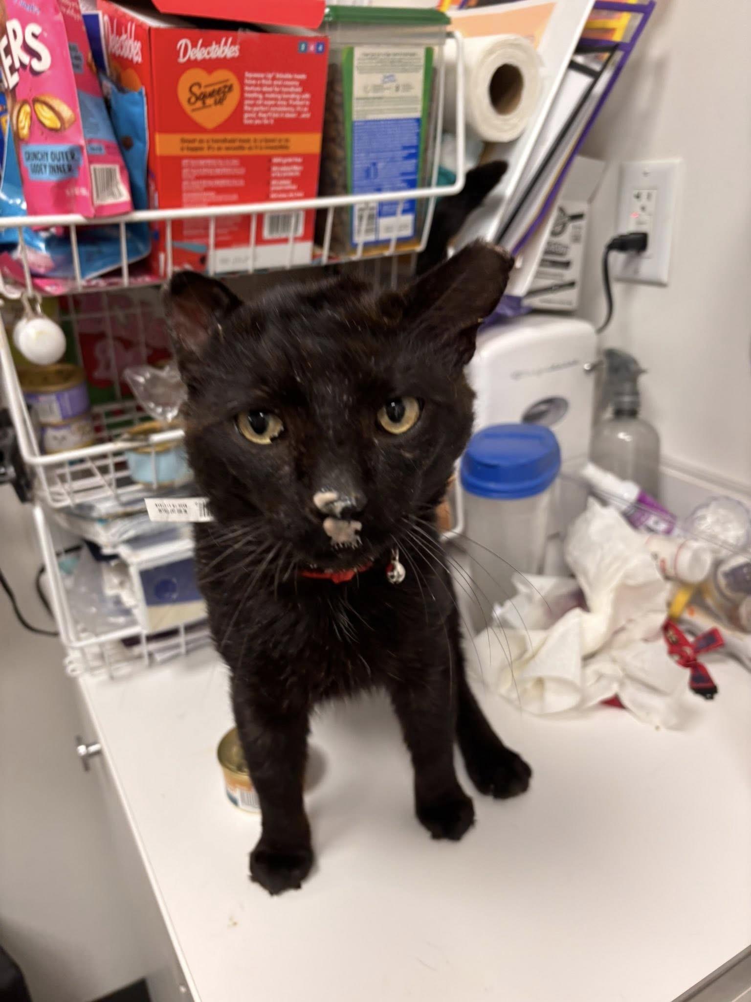 Enlarge Hauwie, a ADOPTABLE Domestic Short Hair in Staten Island, NY image 6/6