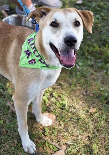 Enlarge GIN, a Adoptable mixed breed in Olivette, MO image 1/2