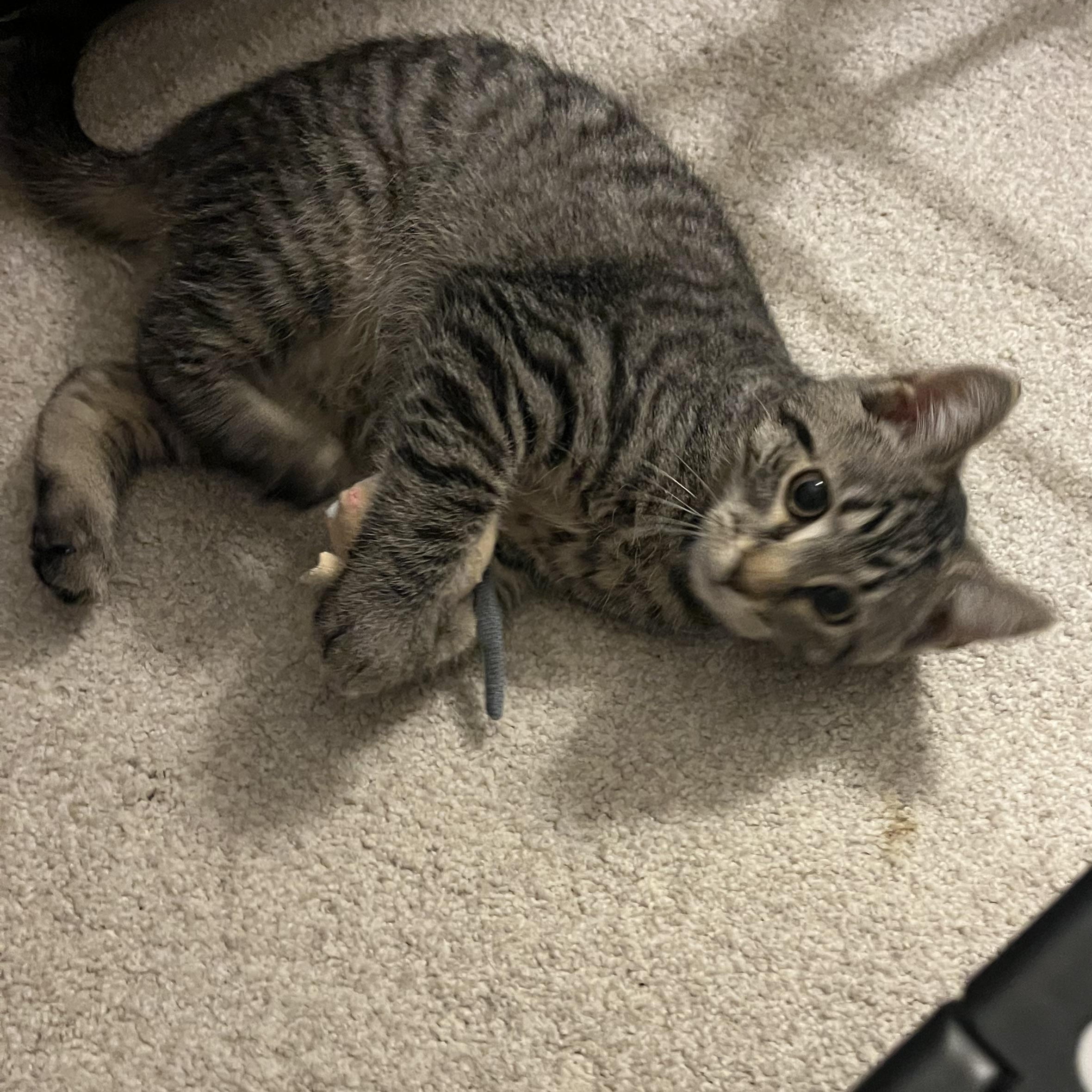 Enlarge Cremini, an adopted Tabby in Avondale, PA image 2/2