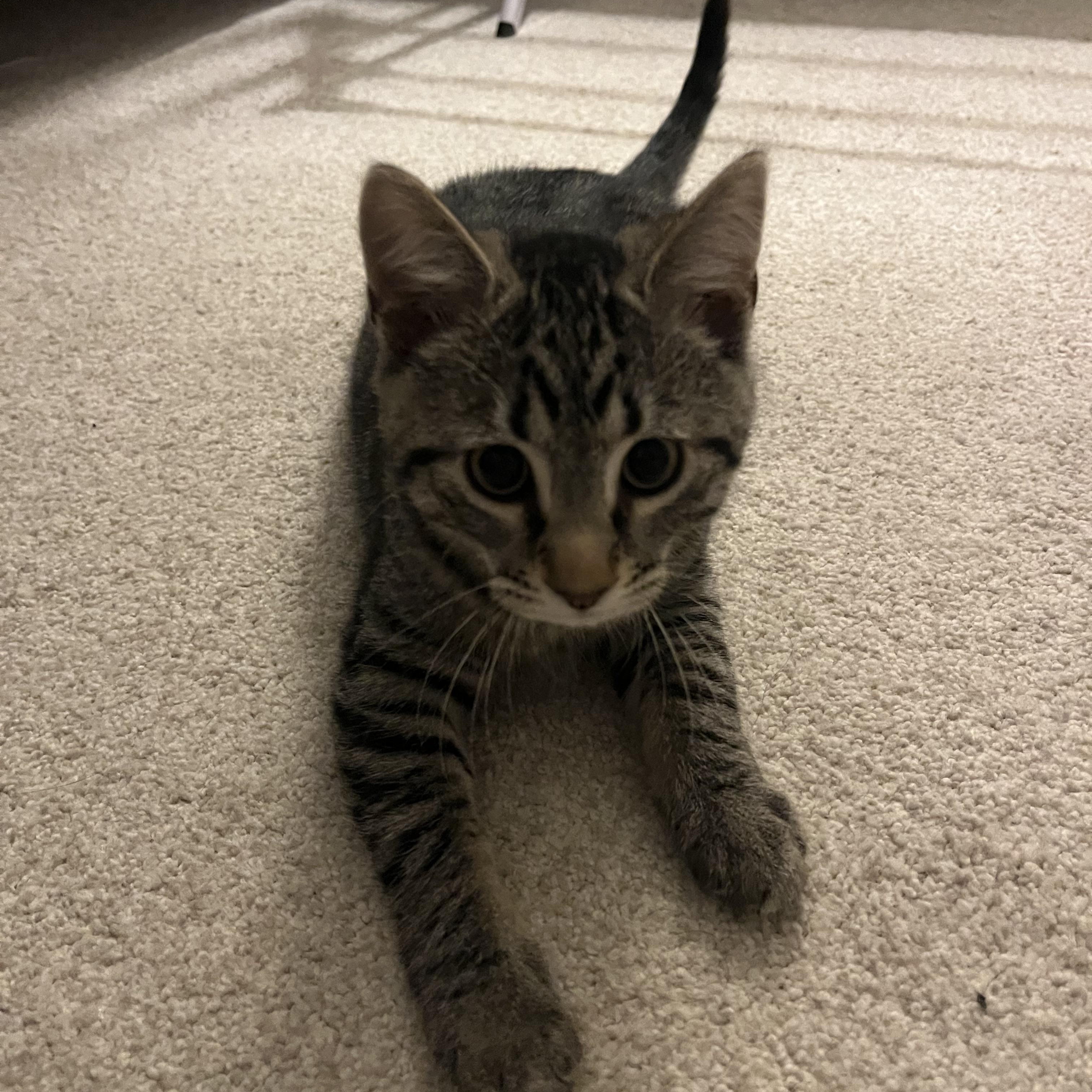 Enlarge Cremini, an adopted Tabby in Avondale, PA image 1/2