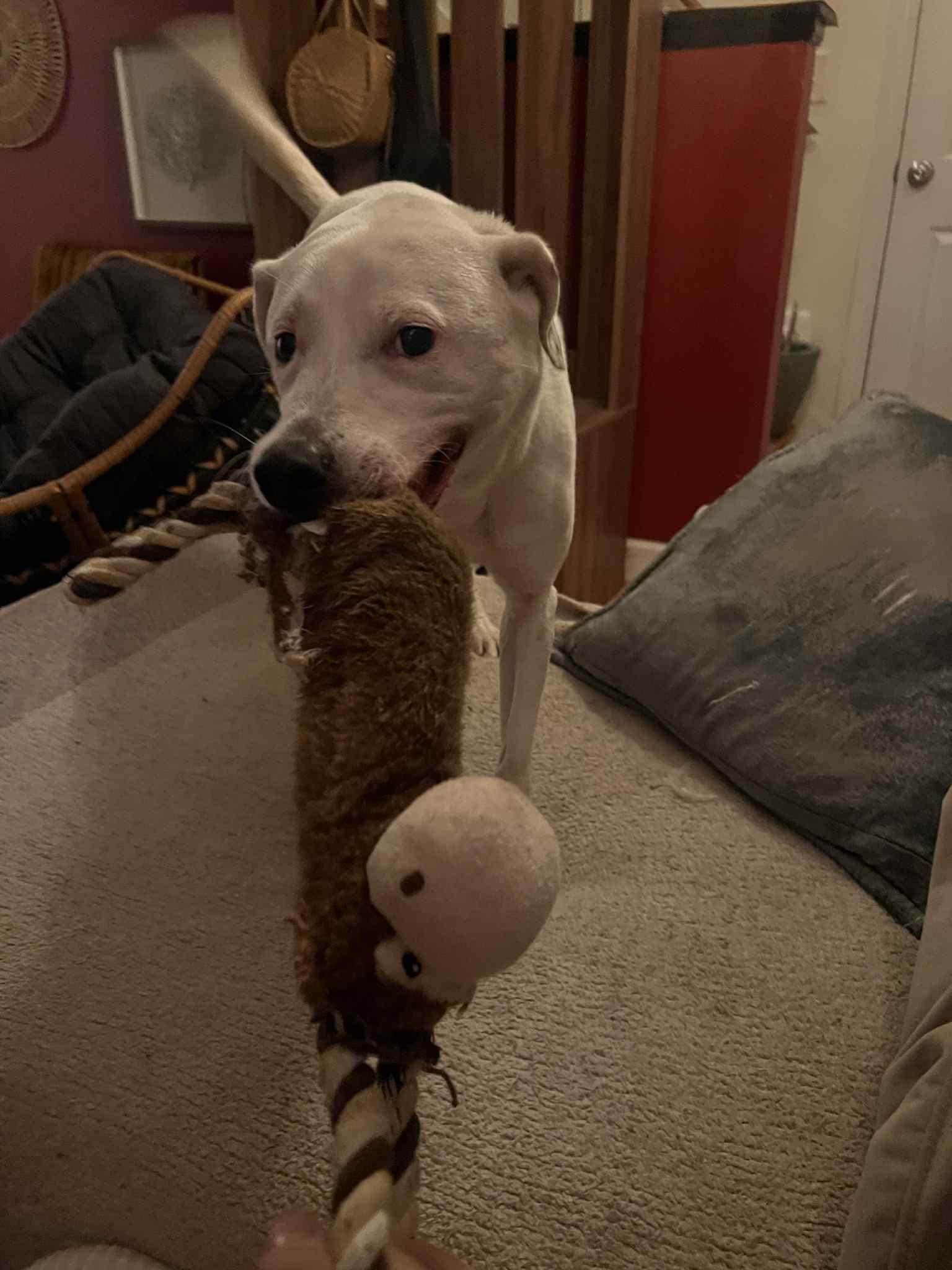 Enlarge Pearl, an adopted mixed breed in Brunswick, ME image 2/3