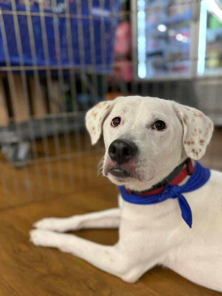 Enlarge Pearl, an adopted mixed breed in Brunswick, ME image 1/3