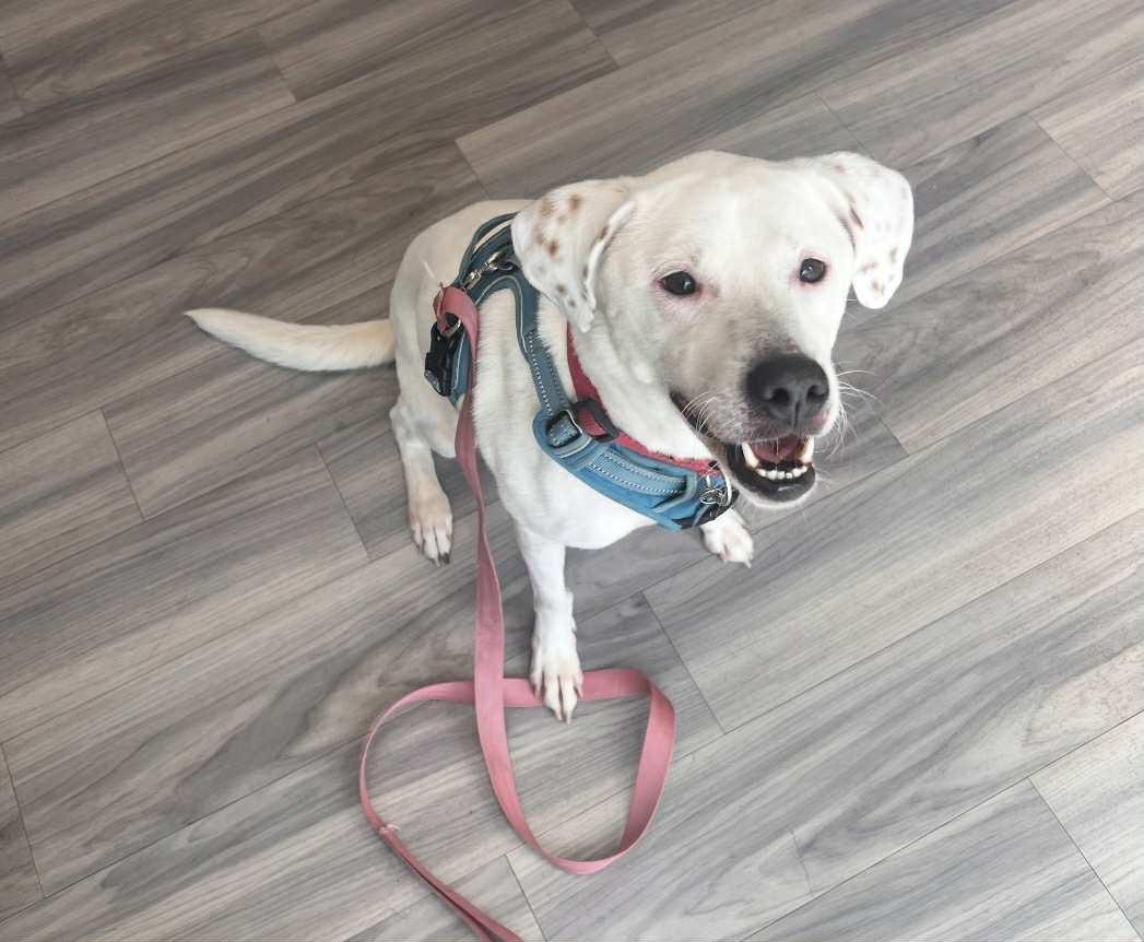 Enlarge Pearl, an adopted mixed breed in Brunswick, ME image 3/3