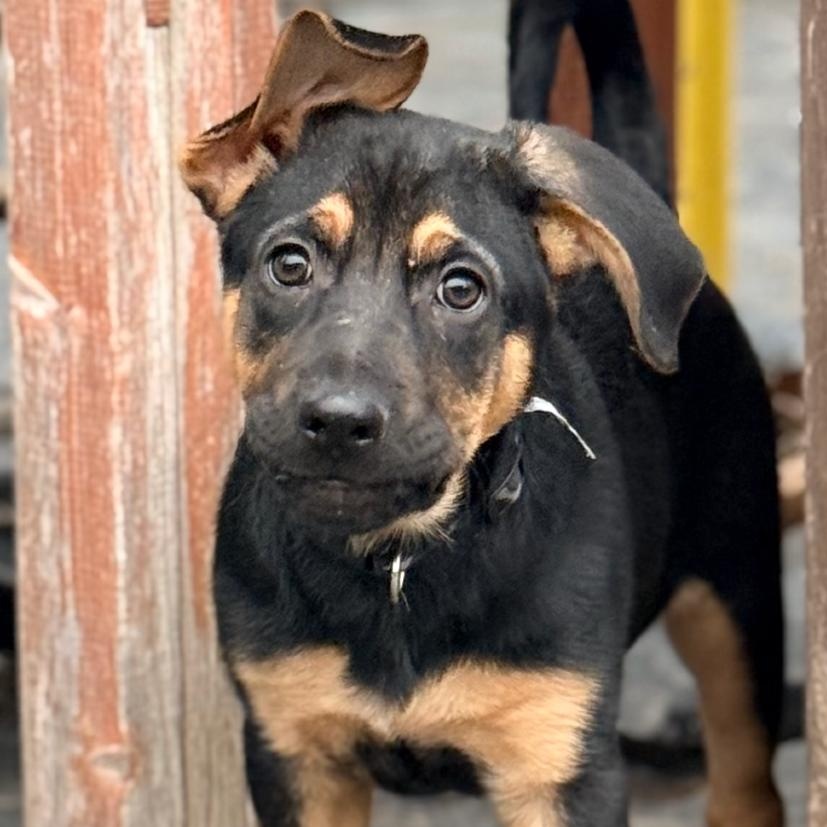 Turner, Adoptable, Puppy Male Shepherd.