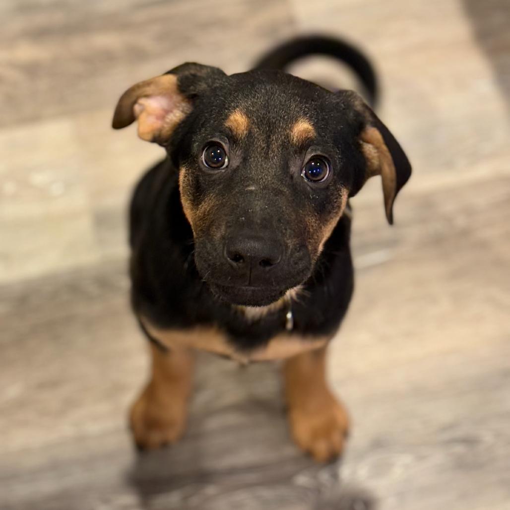 Enlarge Turner, a Adoptable Shepherd in La Grange, KY image 2/5