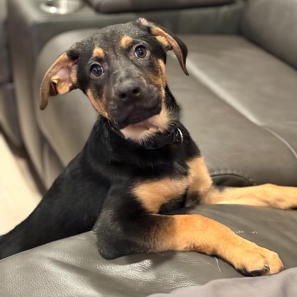 Enlarge Turner, a Adoptable Shepherd in La Grange, KY image 3/5