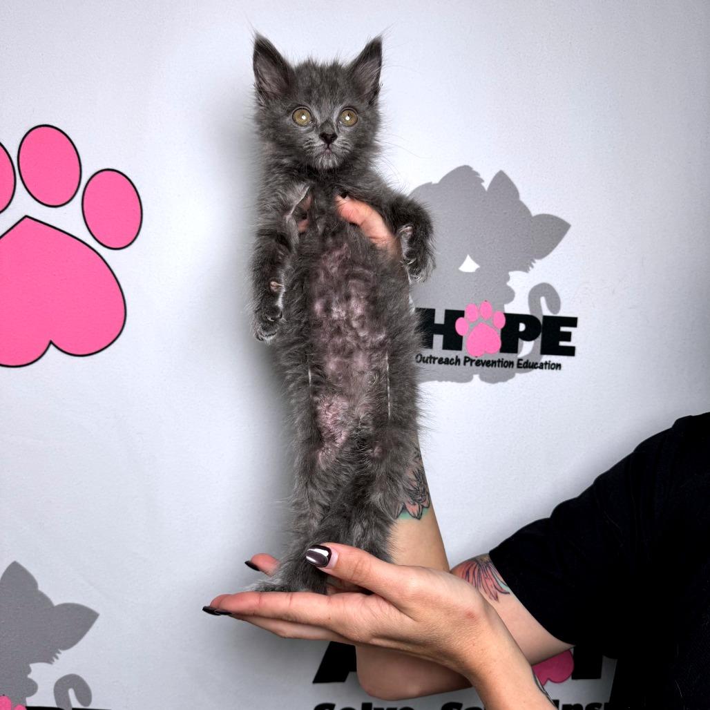 Soggy Bottom, Adoptable, Kitten Female Domestic Medium Hair & Domestic Short Hair.