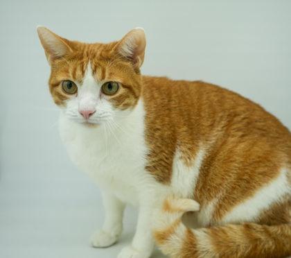 Enlarge Kiara~ SPONSORED!, a Adoptable mixed breed in Bowling Green, KY image 1/2