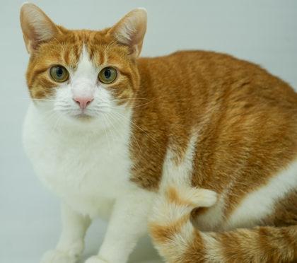 Kiara~ SPONSORED!, a Adoptable mixed breed in Bowling Green, KY image 2/3